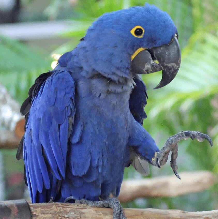 Большой попугай ара. Попугай ара гиацинтовый. Голубой ара и гиацинтовый ара. Попугай гиацинтовый Макао. Серо-голубой гиацинтовый ара.
