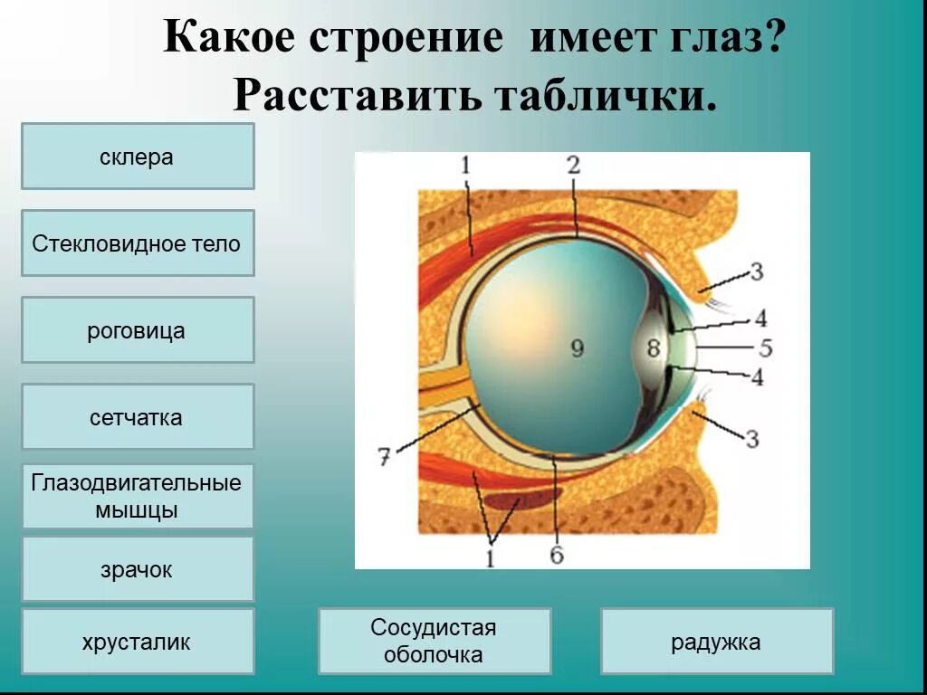 Функции защиты глаза. Биология зрительный анализатор строение. Анализаторы зрительный анализатор строение. Радужка роговица стекловидное тело хрусталик сетчатка зрительный. Строение зрительного анализатора склера.