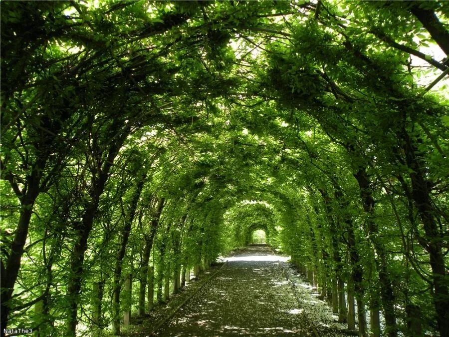 зелёные аллеи видное аллея тропинка. индекс зеленых аллей. сад кавати фудзи. дерево платан в дербенте. парки лесопарки скверы ботанические сады.