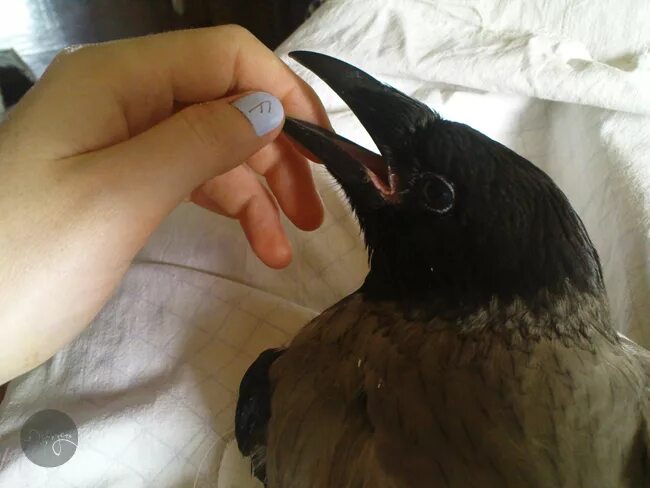 Вороны и голуби. Ручной ворон. Огромные вороны. Подклювный мешок у ворона. Прирученные вороны.