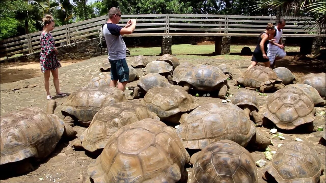 Парк черепах. Парк черепах. Парк лога животные. Маврикий черепахи гигантские. Черепахи в парке анталии.