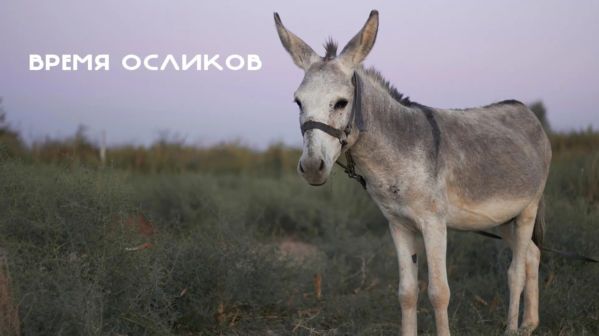 Лошак. Мул п. Мул и лошак. Вьючный осел. Мул п.