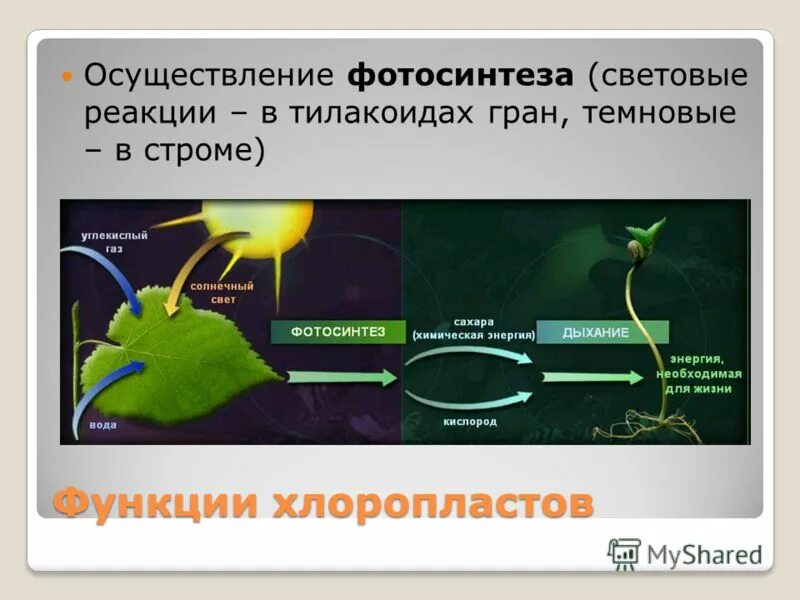 В результате фотосинтеза кислород. Световые и темновые реакции фотосинтеза. Циклические реакции в фотосинтезе. Схема процесса фотосинтеза. Фотосинтез 9 класс биология.