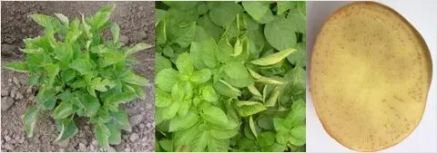 У картофеля закручиваются листья что делать