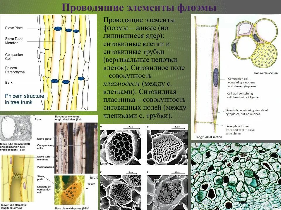 Клетки спутницы флоэмы. Ситовидные трубки флоэмы растений. Стиводная трубка флоэма. Ситовидные элементы флоэмы. Проводящей клеткой флоэмы является