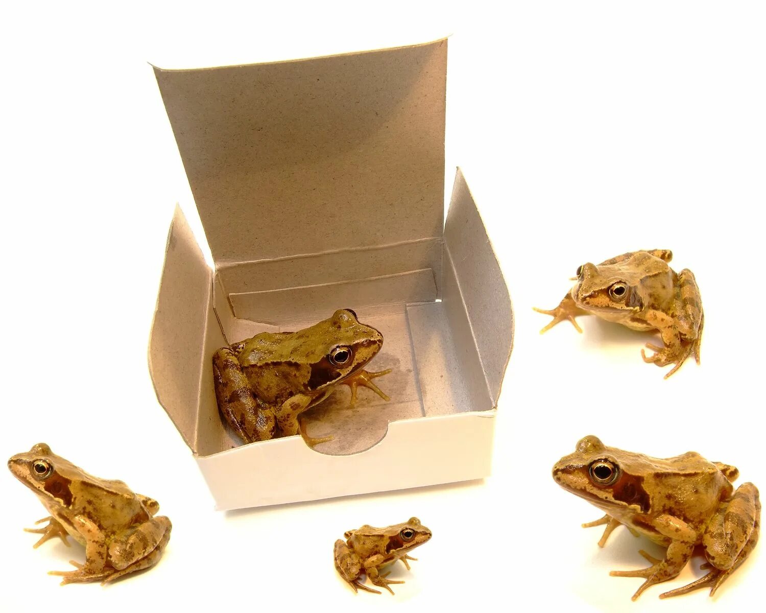Frog box. Фрог бокс. frog box картина. kulipari: an army of frogs даррелл. breeding box frog.