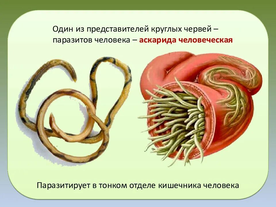 Круглые паразитические черви черви. Нематоды - Первичнополостные черви. Круглые черви паразиты человека. Круглые черви нематоды паразиты. 1 признаки характерные для круглых червей