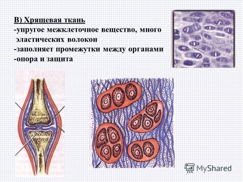 Как выглядит хрящевая соединительная ткань