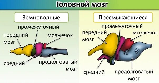 Головной мозг птиц отличается от земноводных