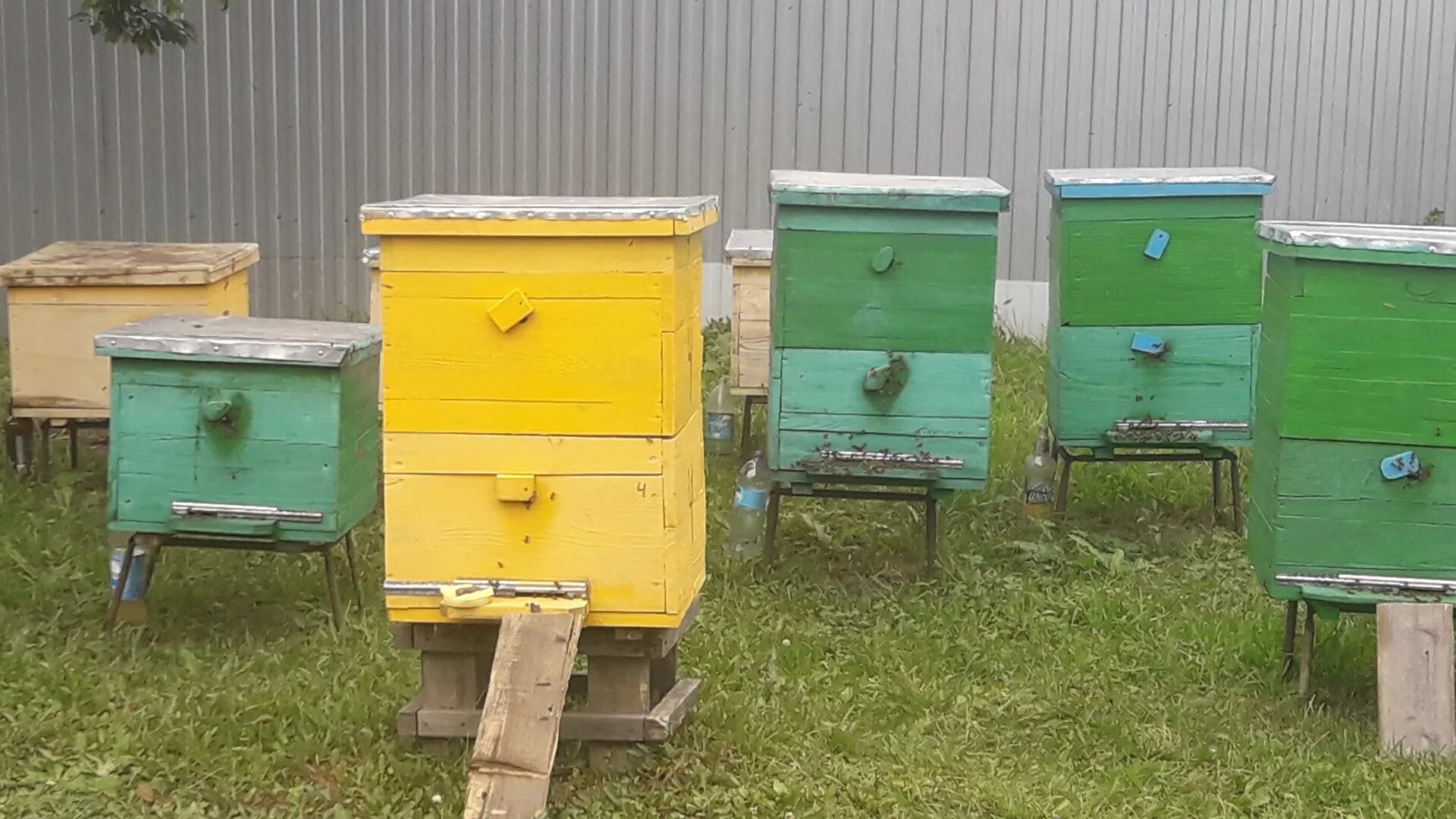 Пчелы купить в нижегородской. Улей на пасеке. Пасека 100 ульев. Дети на пасеке. Ульи для промышленного пчеловодства.