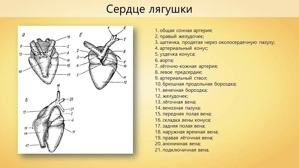 Характеристика сердца земноводных. Строение сердца земноводного. Строение сердца лягушки. Схема строения сердца лягушки. Строение сердца амфибий.