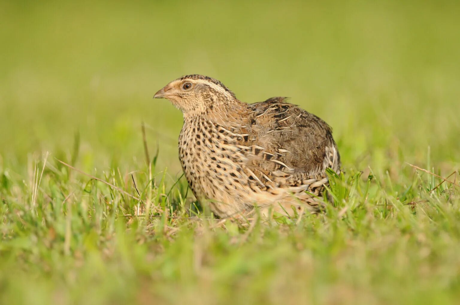 перепелка обыкновенная. перепела фараон. перепелка обыкновенная. перепел фараон. перепел полевой.
