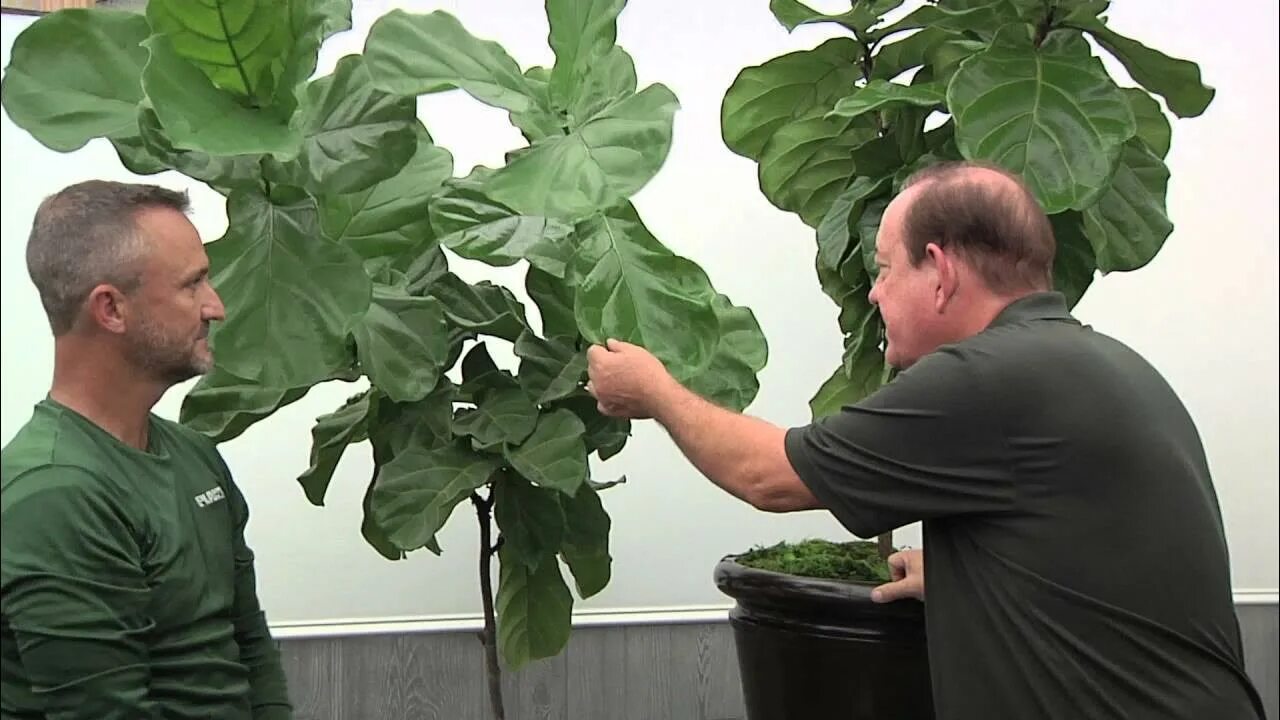 Фикус лирата как размножается. Фикус лирата как размножается