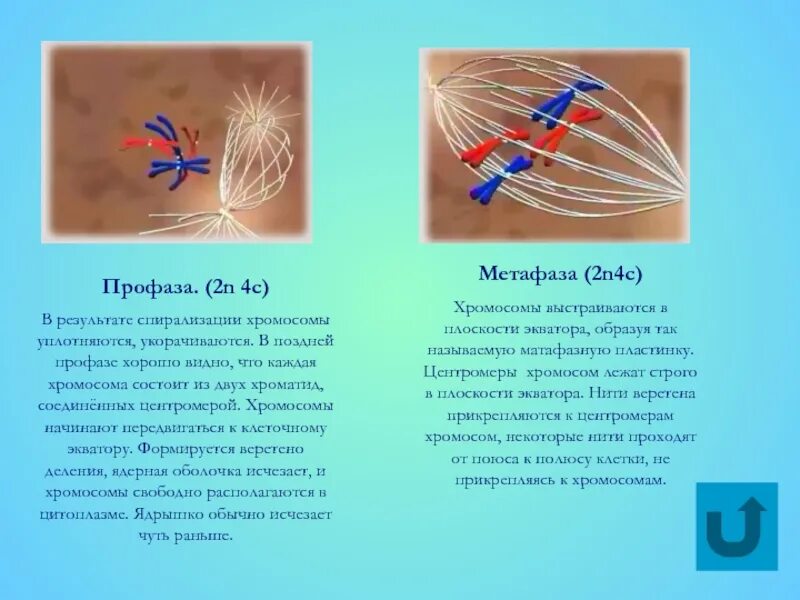 Установите соответствие спирализация хромосом. Прикрепление нитей веретена деления к центромерам. Прикрепление нитей веретена деления к хромосомам. Нити веретена деления прикреплены к центромерам хромосом. Из чего состоит Веретено деления.