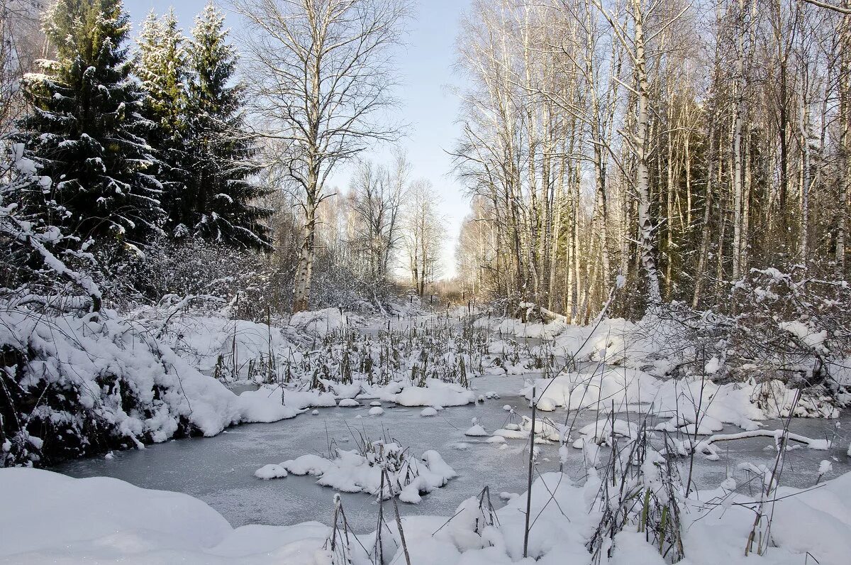 заснеженное болото. болото зимой. зимнее болото. васюганские болота зима. зимнее болото.