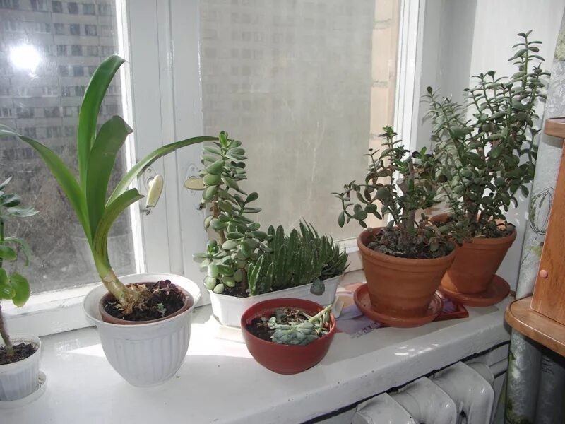 Растения для Южного окна. Притенить растения на окне. Неприхотливые растения для южных окон. Медленно растущие комнатные растения.