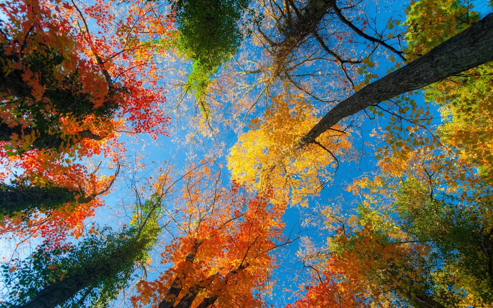 Листва дерева времени. Краски осени. Природа осень. Яркие краски осени. Краски природы.
