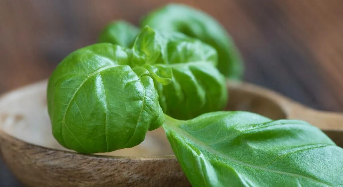 Базилик кулинарная. Базилик неаполитано красный. Базилик кулинарная. Специи базилик сушеный. Пряная трава базилик.