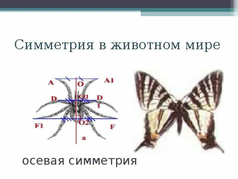 Два типа симметрии животных. Осевая симметрия в животном мире. симметрия в мире животных. центральная симметрия в животном мире. осевая симметрия у животных.