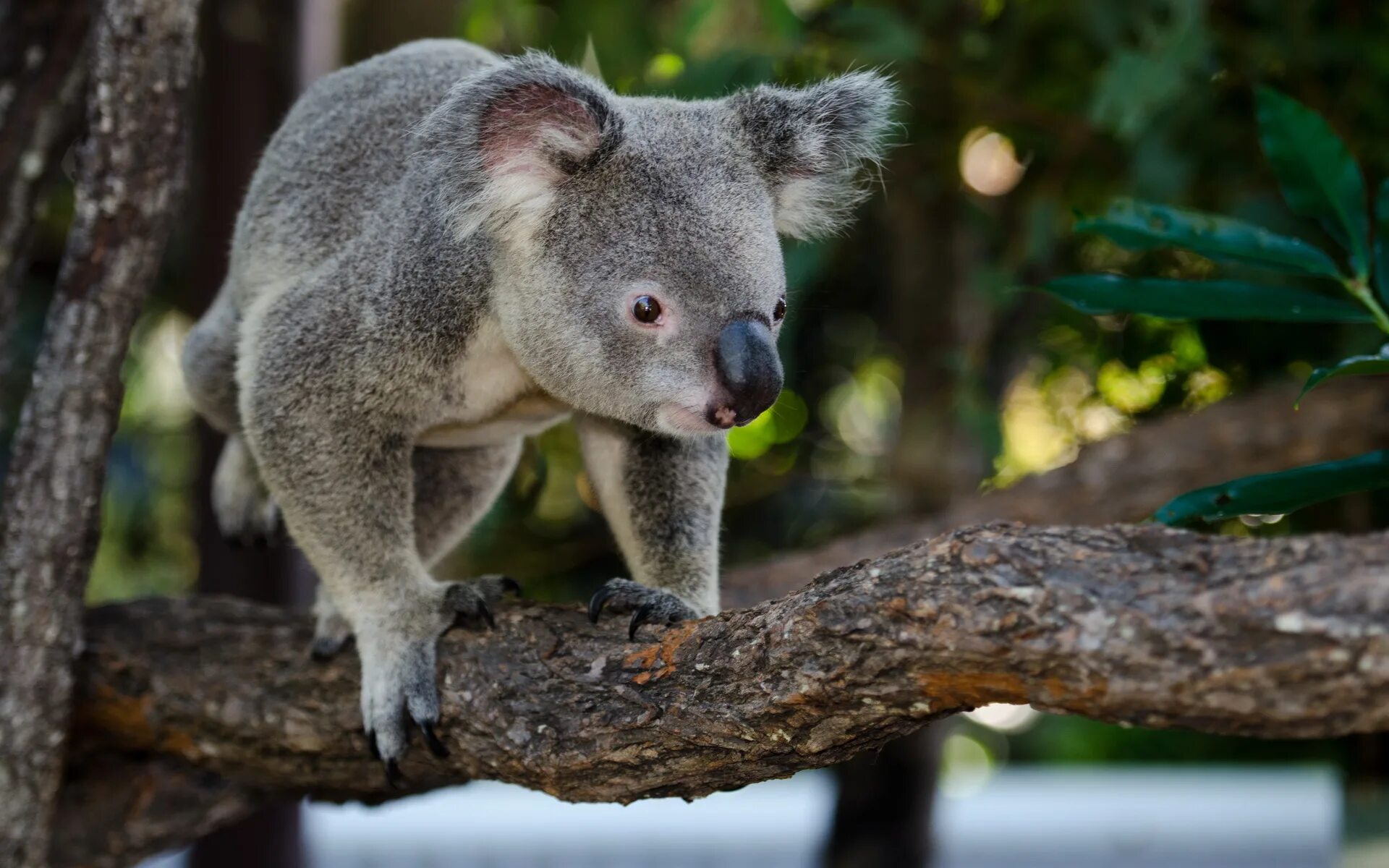 Коала где обитает на каком. Коала. Животные Австралии коала. Бурая коала. Коала хвост.