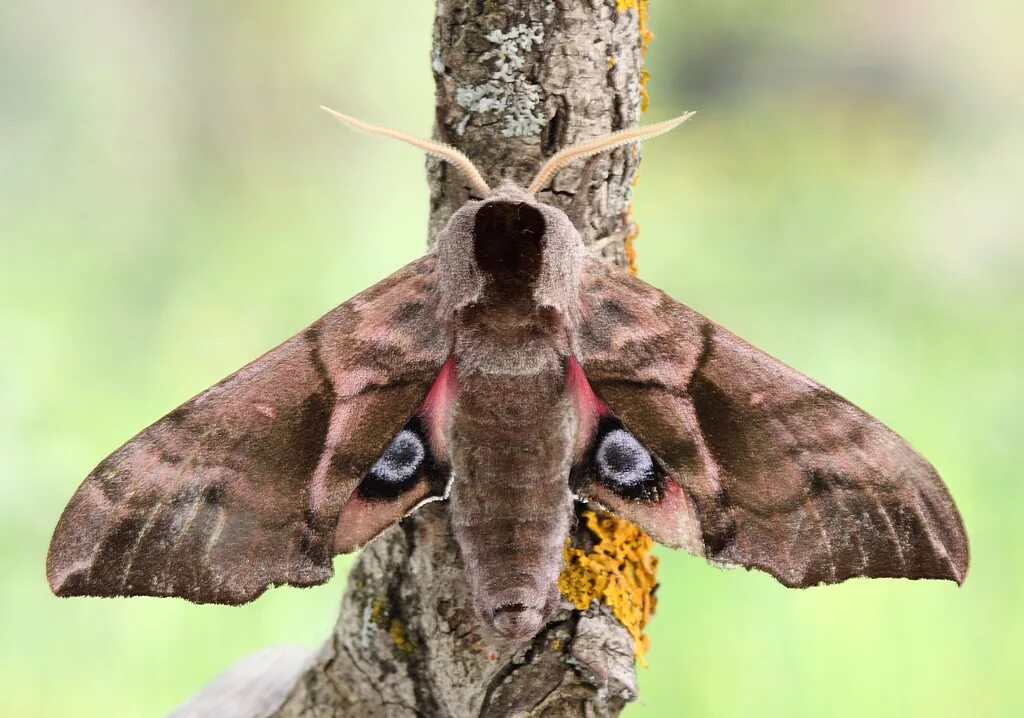 Ночная бабочка Бражник глазчатый. Бражник глазчатый (Smerinthus ocellatus). Глазчатый Бражник бабочка. Павлиноглазка Бражник. Мотылки