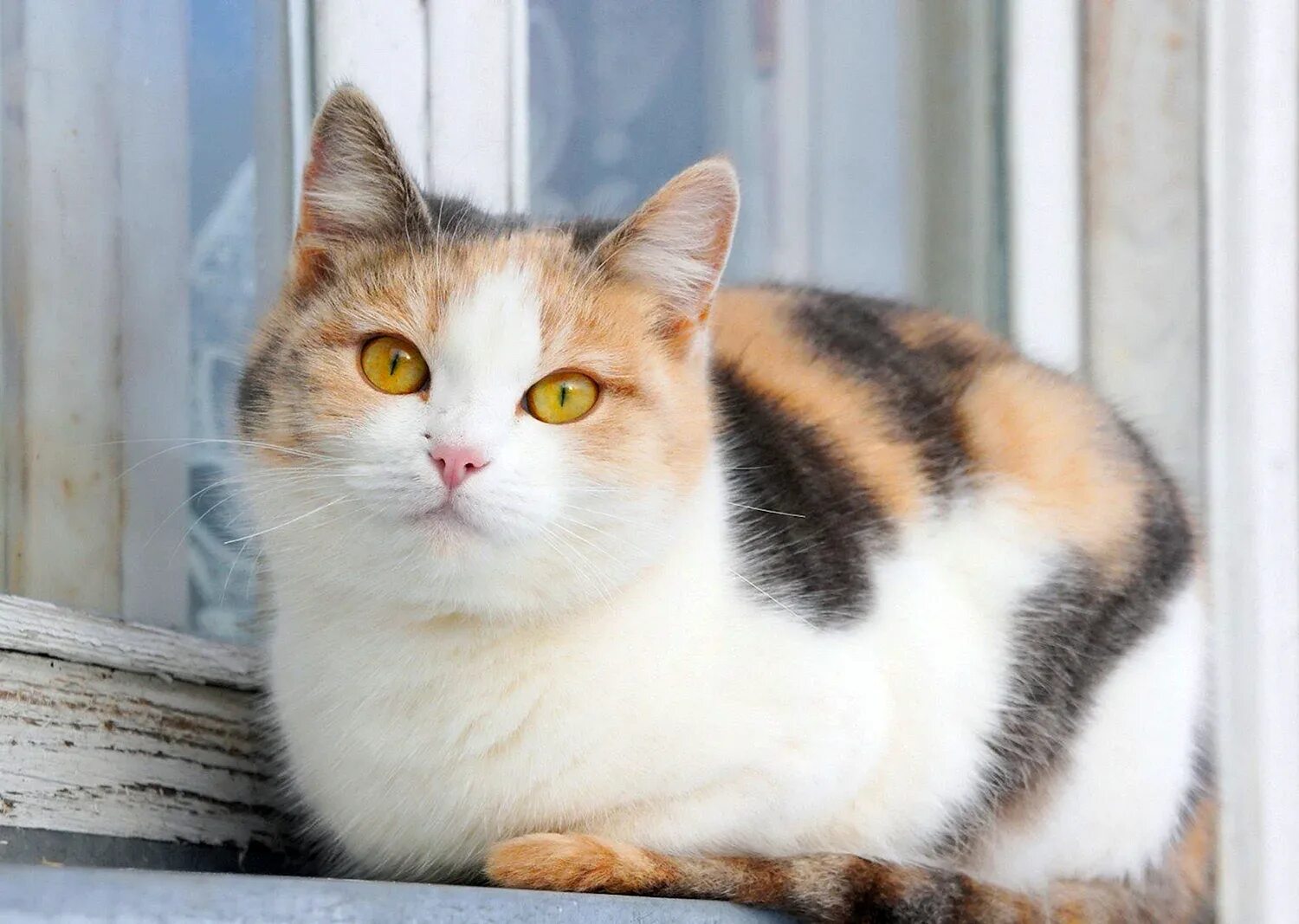 Белая кошка с рыжими пятнами. Европейская короткошерстная кошка. Рыжий кот с белой мордой. Европейская короткошерстная табби рыжий. Рыже серая кошка.