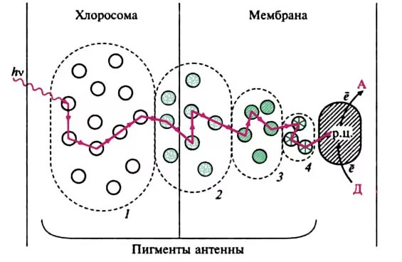 Пигментный эпителий сетчатки. Неорганические пигменты. Pg50 пигмент. Двумембранный органоид. Мембранные пигменты.