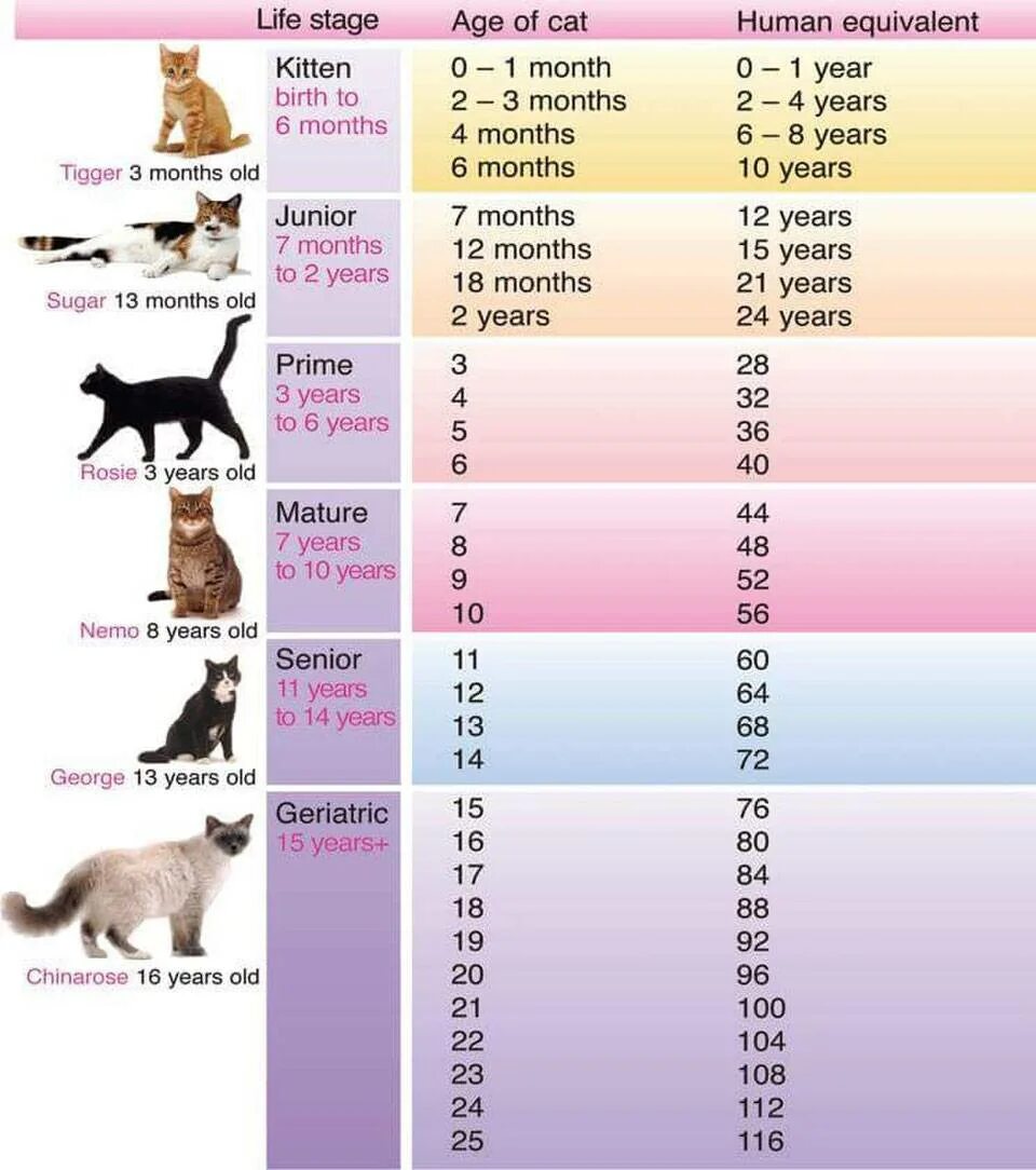 Сколько лет живут домашние кошки. Возраст кошки по человеческим меркам таблица по годам. Соответствие возраста кошки и человека таблица. Таблица кошачьих лет. Возрастная таблица кошек.