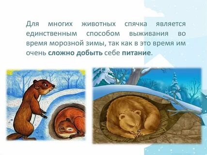 Зимней спячке какой