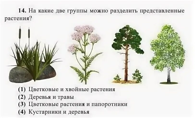 На какие большие группы делят все живое