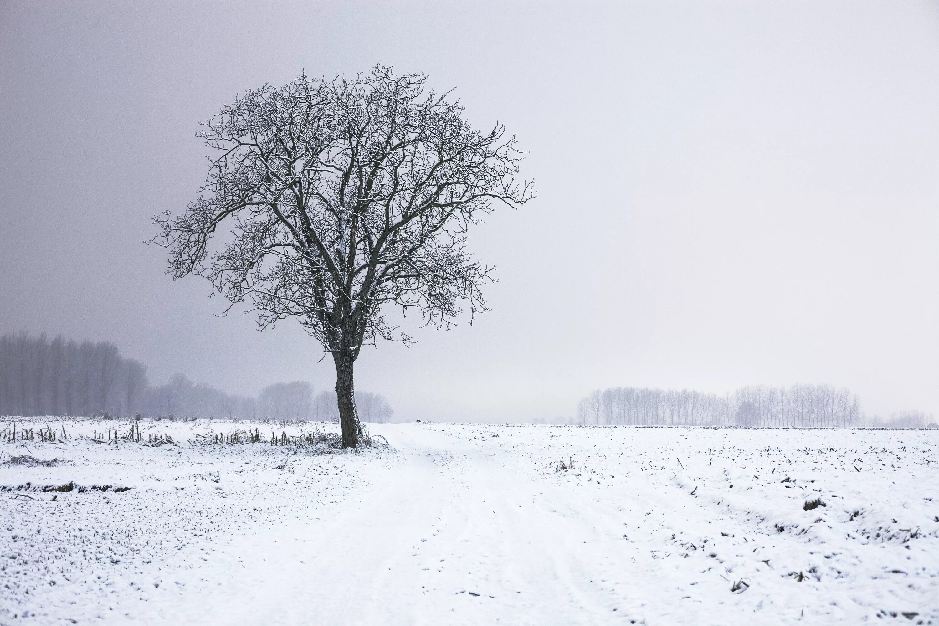 Серый метель. Зимнее дерево. Зимнее поле. Одинокое дерево зимой. Зимние деревья в снегу.