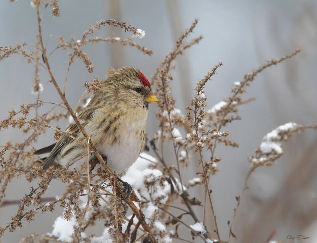Чечетка самка. Чечётка птица самка. Чечётка птица самка. Чечётка птица самка. Чечетка самка.