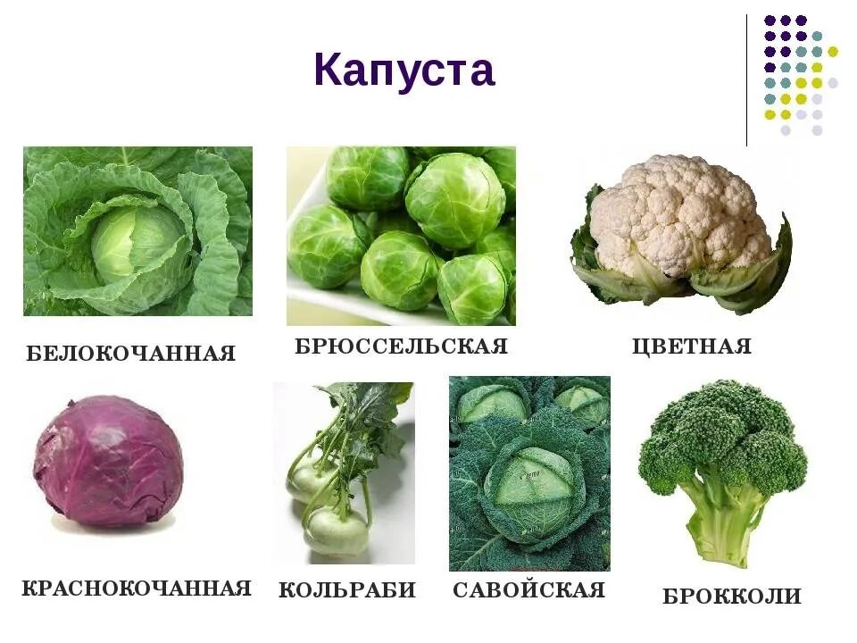 Капустные овощи таблица. Цветная капуста брокколи брюссельская. Савойская,кольраби,брокколи. Брокколи кольраби брюссельская капуста. Кольраби савойская.