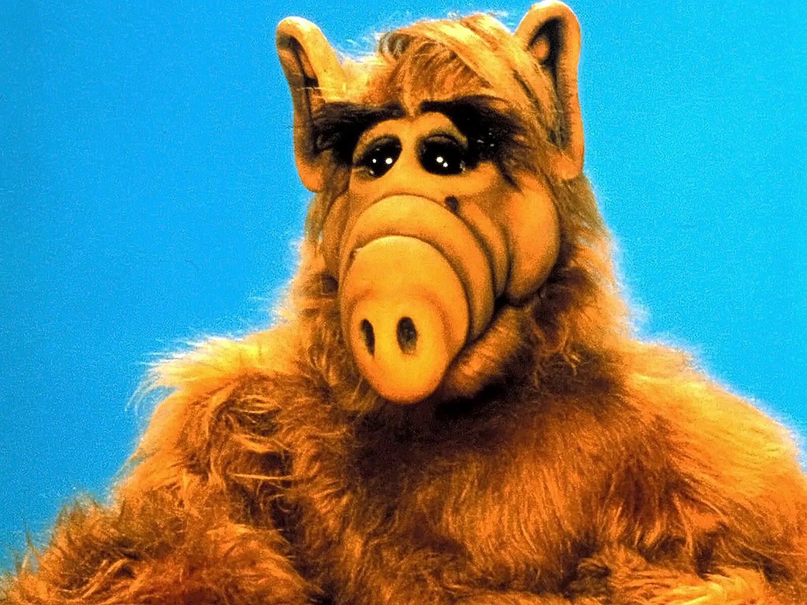 Альф спб. Гордон Шамуэй. Альф Гордон Шамуэй. Alf (Альф), 1986–1990. Альф с планеты Мелмак.