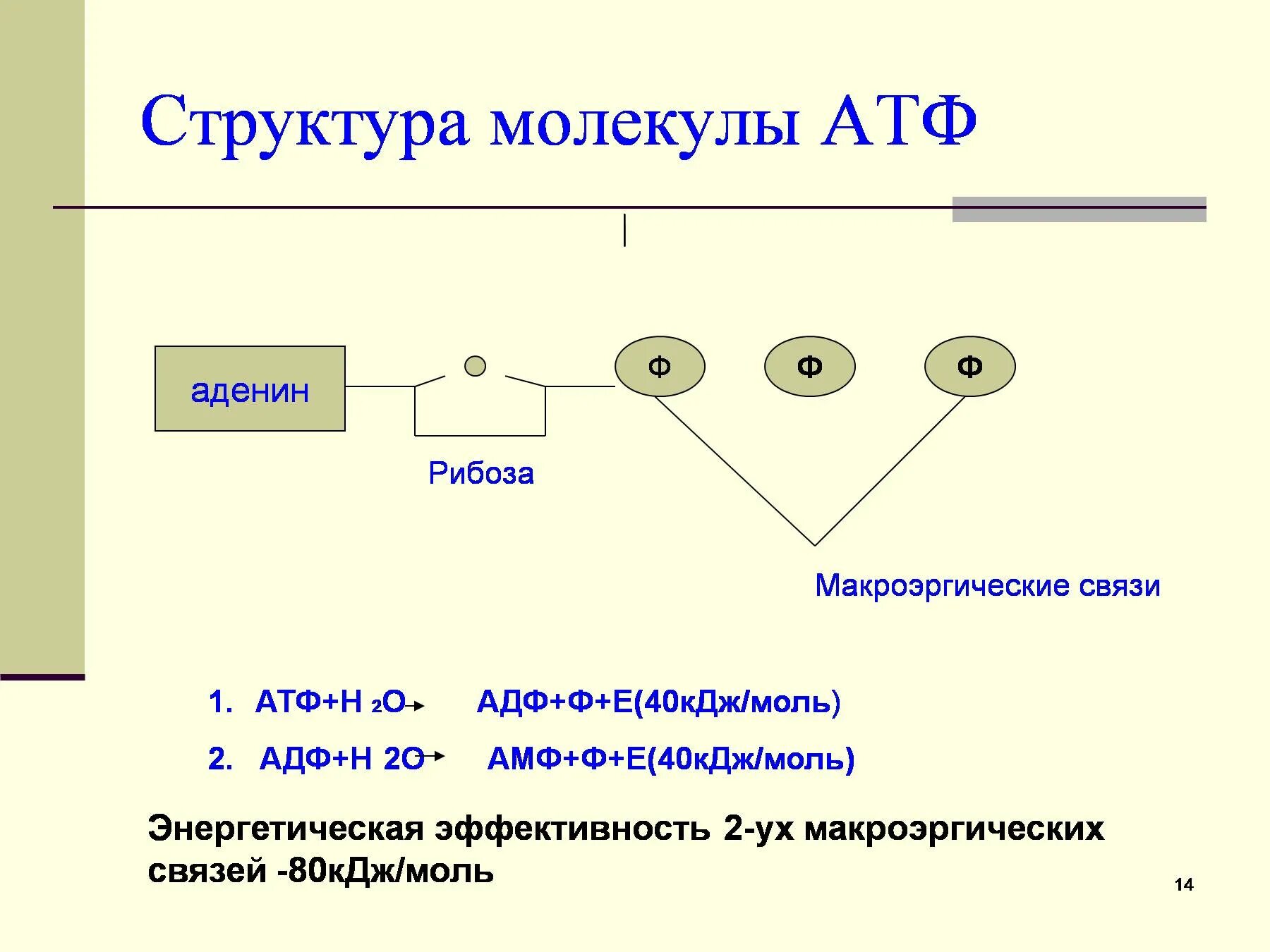 Атф 40. Строение молекулы атф аденин. макроэргические связи в молекуле атф. структура молекулы атф. строение молекулы атф.