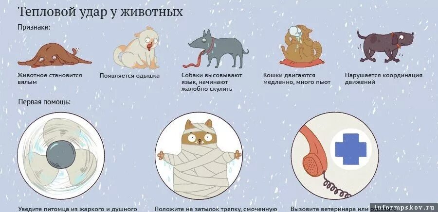 Как понять что кот умирает признаки