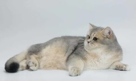Серебристо золотая шиншилла