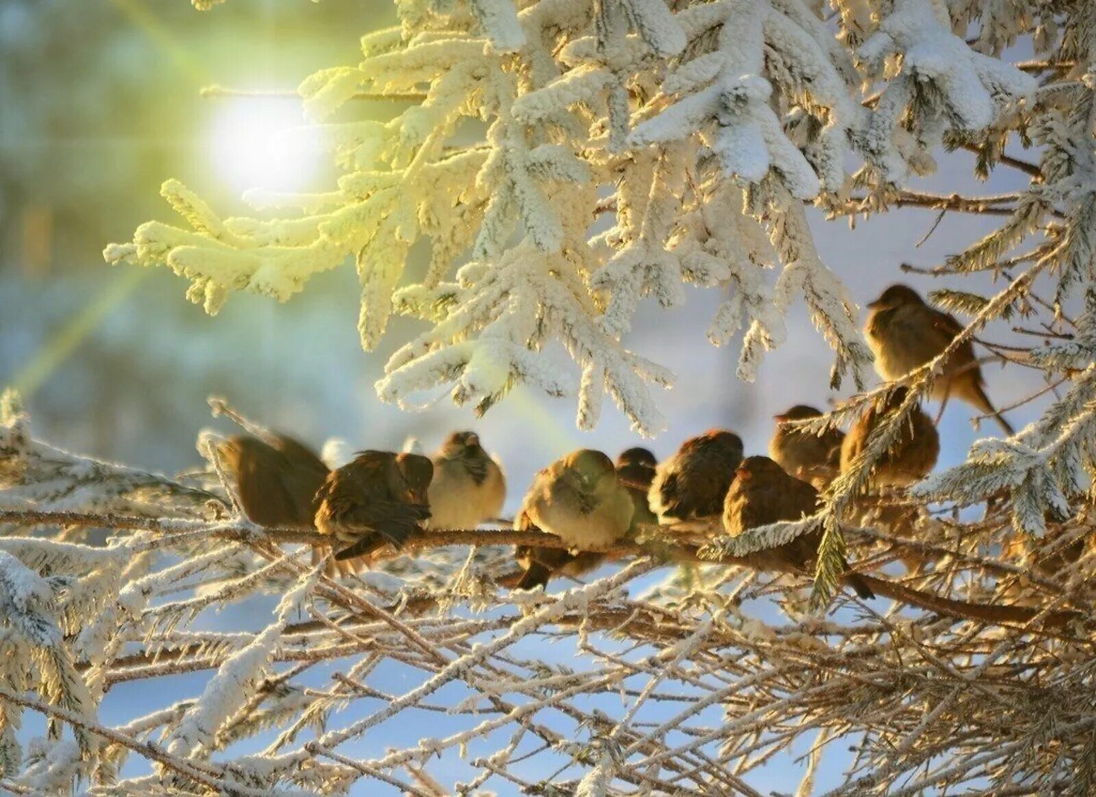 Птицы зимой. Птицы в зимнем лесу. Солнечный зимний день. Утро природа февраль