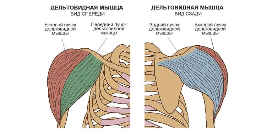 Передние пучки дельтовидных. Дельтовидная мышца плеча анатомия. Строение задней дельтовидной мышцы. Пучки дельтовидной мышцы анатомия. Топография дельтовидной области.