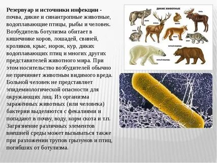 Ботулизм заражение