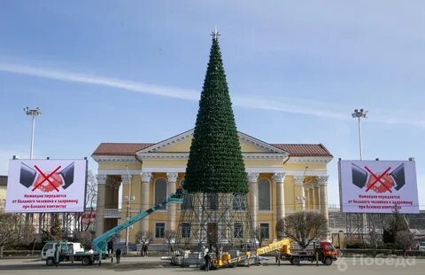 Ели ставрополь