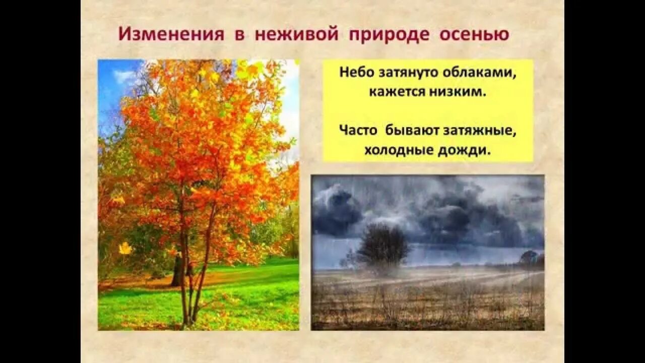 Осенние изменения в неживой природе. Осень сезонные изменения. Осенние изменения в природе. Изменения в живой природе осенью. Сезонные изменения в природе 5 класс таблица