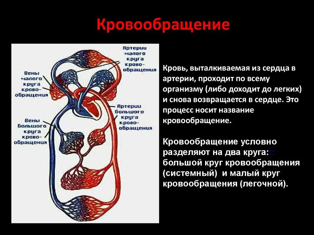 Кровь движется из легких в сердце