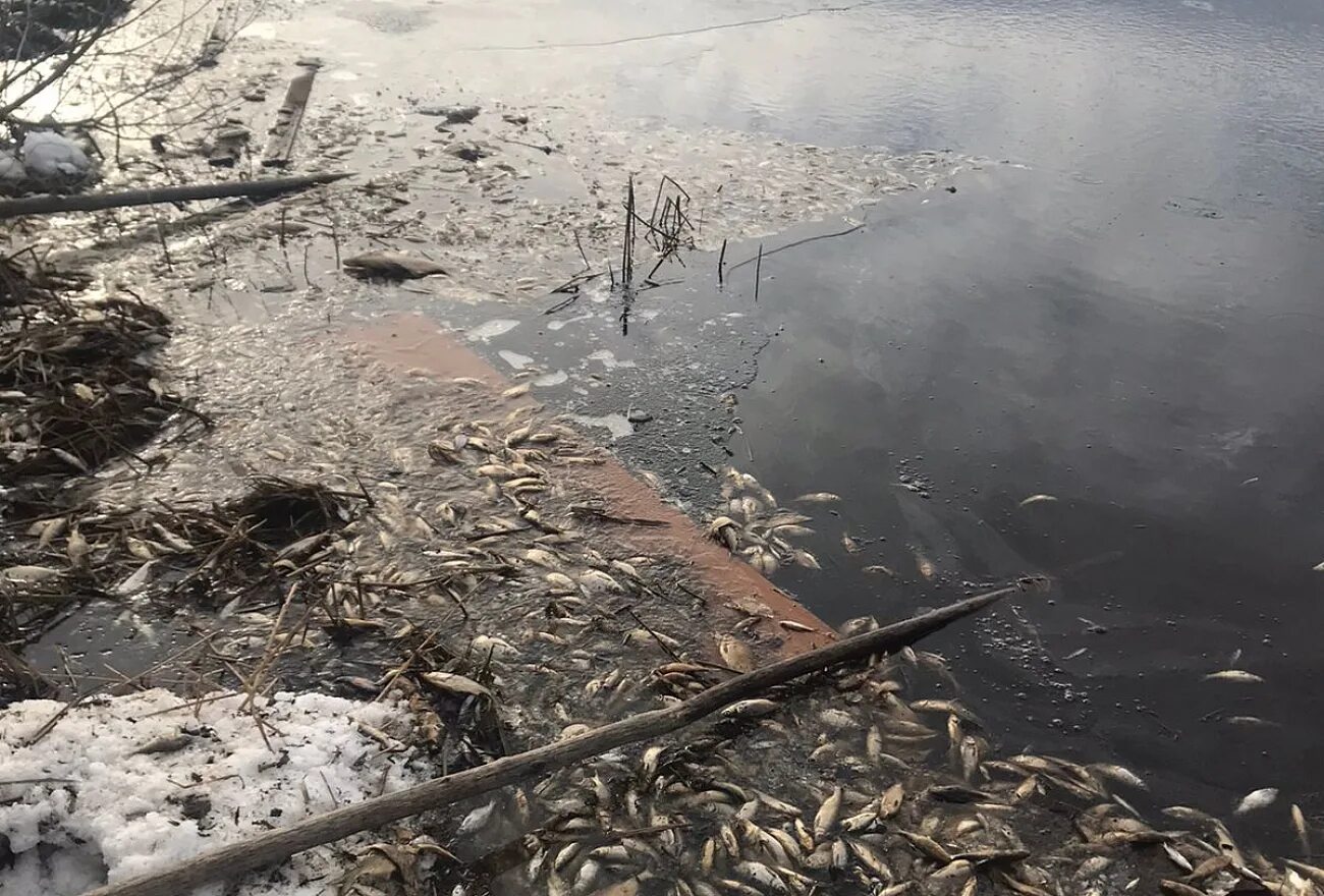 Рыбинское водохранилище замор. Замор рыбы на Битюге 2024. Замор рыбы Куйбыш. Замор рыбы Астраханской. Замор рыбы в Колпино 2016 год.