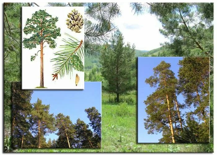 Сосна пихта ольха лиственница. Хвойные породы древесины. Хвойные породы деревьев фото. Древесиноведение картинки.