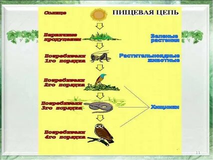 Пищевые цепи 9 класс биология презентация