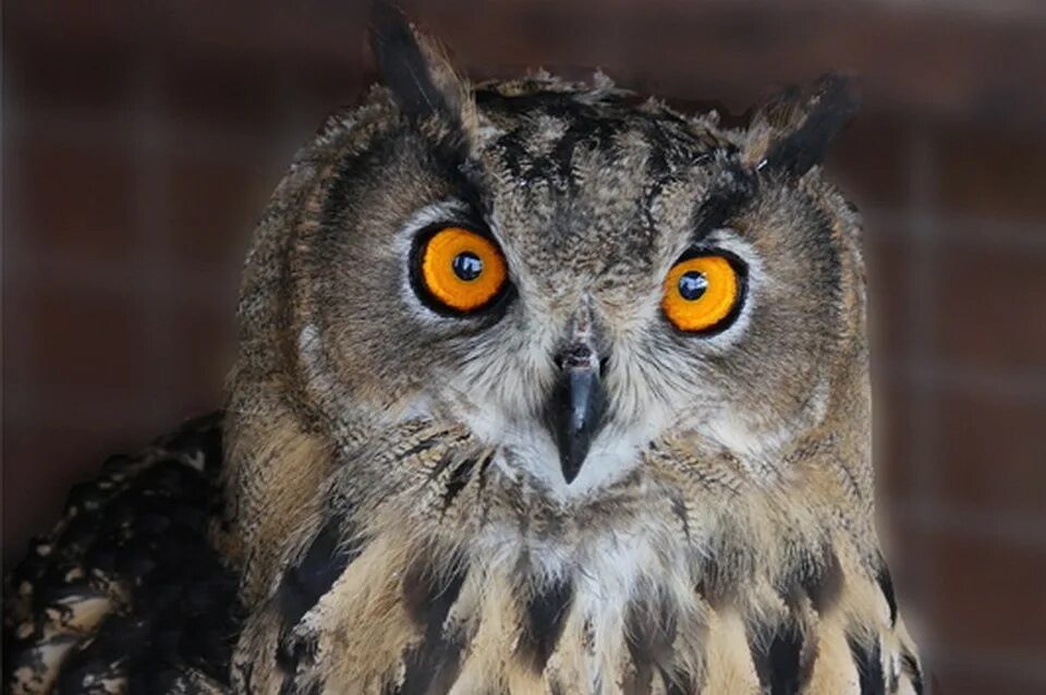 астрахань филины. астраханская неясыть. сова в омске птица. ушастая сова зарянка.