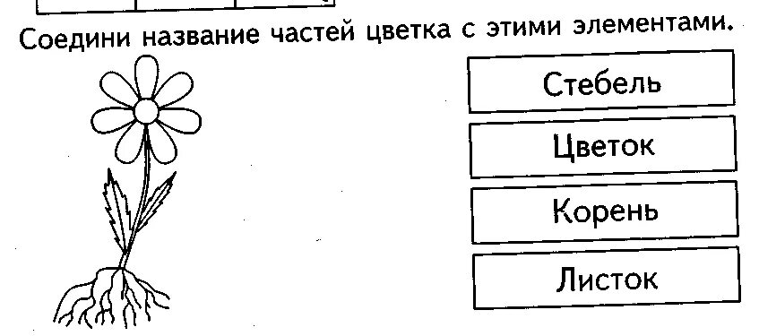 Покажи на схеме при помощи стрелок какое. Части растений задания. Части растений раскраска. Раскраски задания части растений.