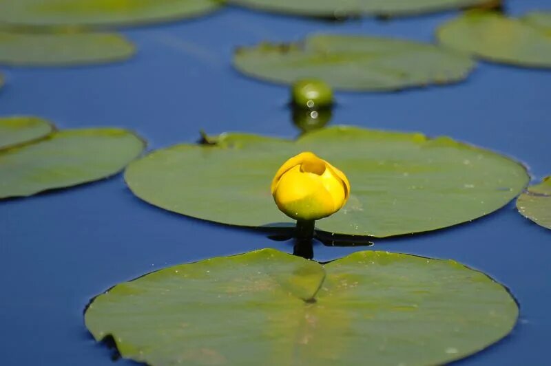 Кубышка (Nuphar). Кубышка желтая (Nuphar lutea). Кубышка малая Nuphar pumila (Timm). Кубышка желтая водяная Лилия. Кубышка растет