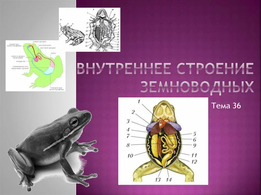 Внутреннее строение земноводных. Внутренне строение земноводных. Внутреннее строение амфибий. Внешнее и внутреннее строение земноводных.